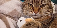 Gucci participe au concours pour gagner de l'argent avec cette photo : cat, tabby_cat, plush_toy, penguin_toy, blanket, fleece, cozy, pet, animal, fur, whiskers, claws, indoor, cute, resting, comfort, soft_toy, close_up, domestic_cat, relaxed