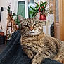 animal, blanket, cat, closeup, cozy, curtain, feline, furniture, home, indoor, living_room, paw, pet, plant, relaxed, resting, tabby, whiskers, window, wooden