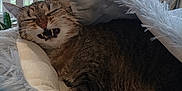 Gucci a rejoint le concours — aidez-le/la à gagner de superbes lots ! animal, bed, cat, cozy, cute, feline, fluffy, funny_face, fur, furniture, home, indoor, mouth_open, pet, plant, relaxed, resting, tabby_cat, whiskers, window
