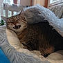 animal, cat, comfortable, cozy, cute, fangs, feline, fur, furry, home, houseplant, indoor, mouth_open, pet_bed, plant, resting, sleepy, soft, tabby, window