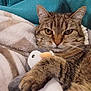 Gucci a rejoint le concours — aidez-le/la à gagner de superbes lots ! tabby_cat, cat, plush_toy, penguin_toy, blanket, fleece, cozy, pet, animal, fur, whiskers, paw, indoor, cute, snuggle, stuffed_animal, relaxing, soft_texture, close_up, domestic_cat
