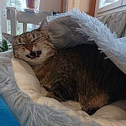 Gucci participe au concours pour gagner de l'argent avec cette photo : cat, tabby, pet, animal, feline, bed, cozy, fluffy, indoor, window, plant, mouth_open, teeth, resting, cute, fur, home, relaxed, sleepy, comfortable