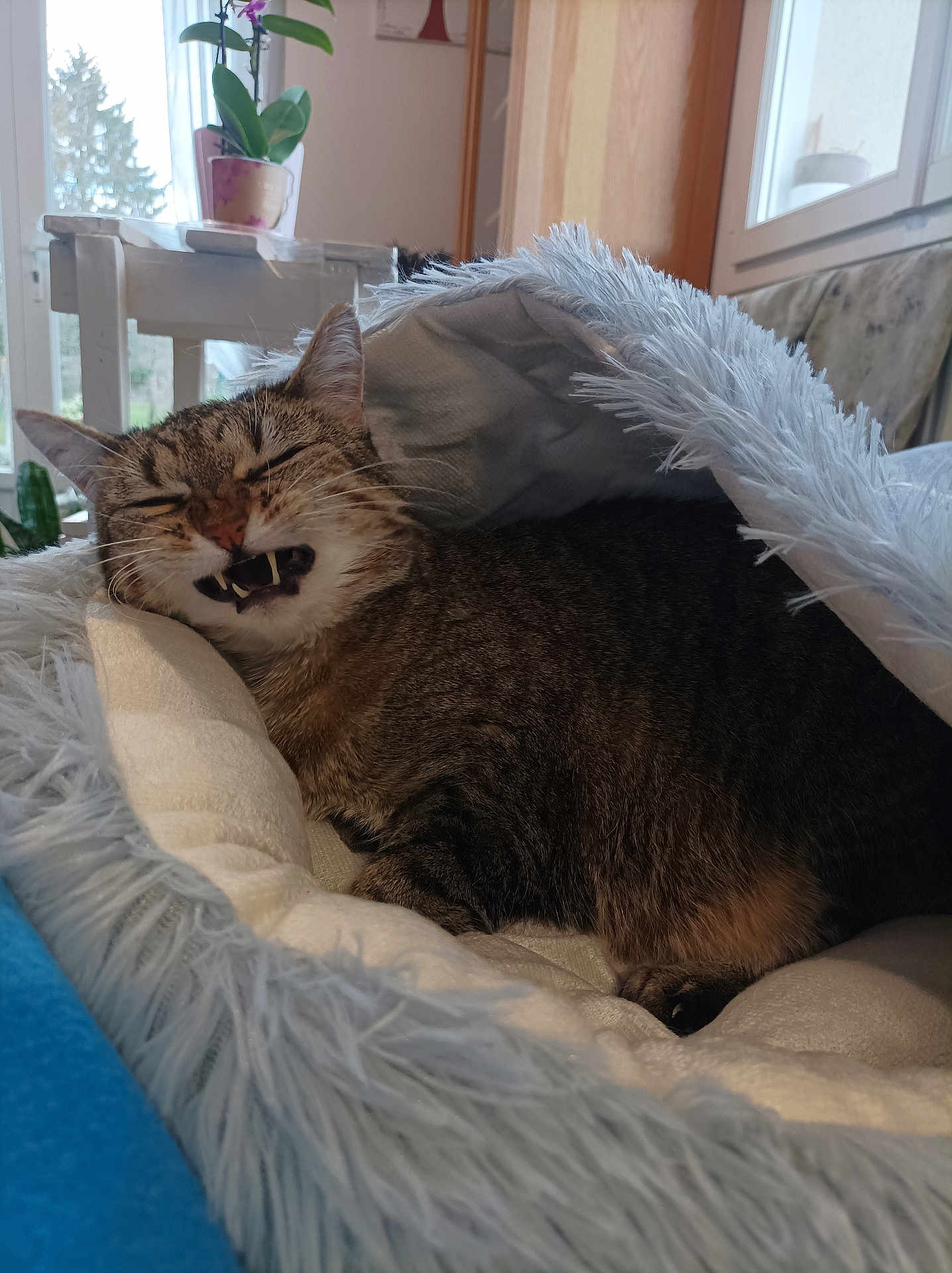 Gucci participe au concours pour gagner de l'argent avec cette photo : cat, tabby, pet, animal, feline, bed, cozy, fluffy, indoor, window, plant, mouth_open, teeth, resting, cute, fur, home, relaxed, sleepy, comfortable