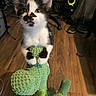 kitten, cat, black_and_white, plush_toy, dinosaur_toy, indoor, wooden_floor, pet, animal, cute, curious, paws, floor, toy, feline, small, young, playful, household, cozy