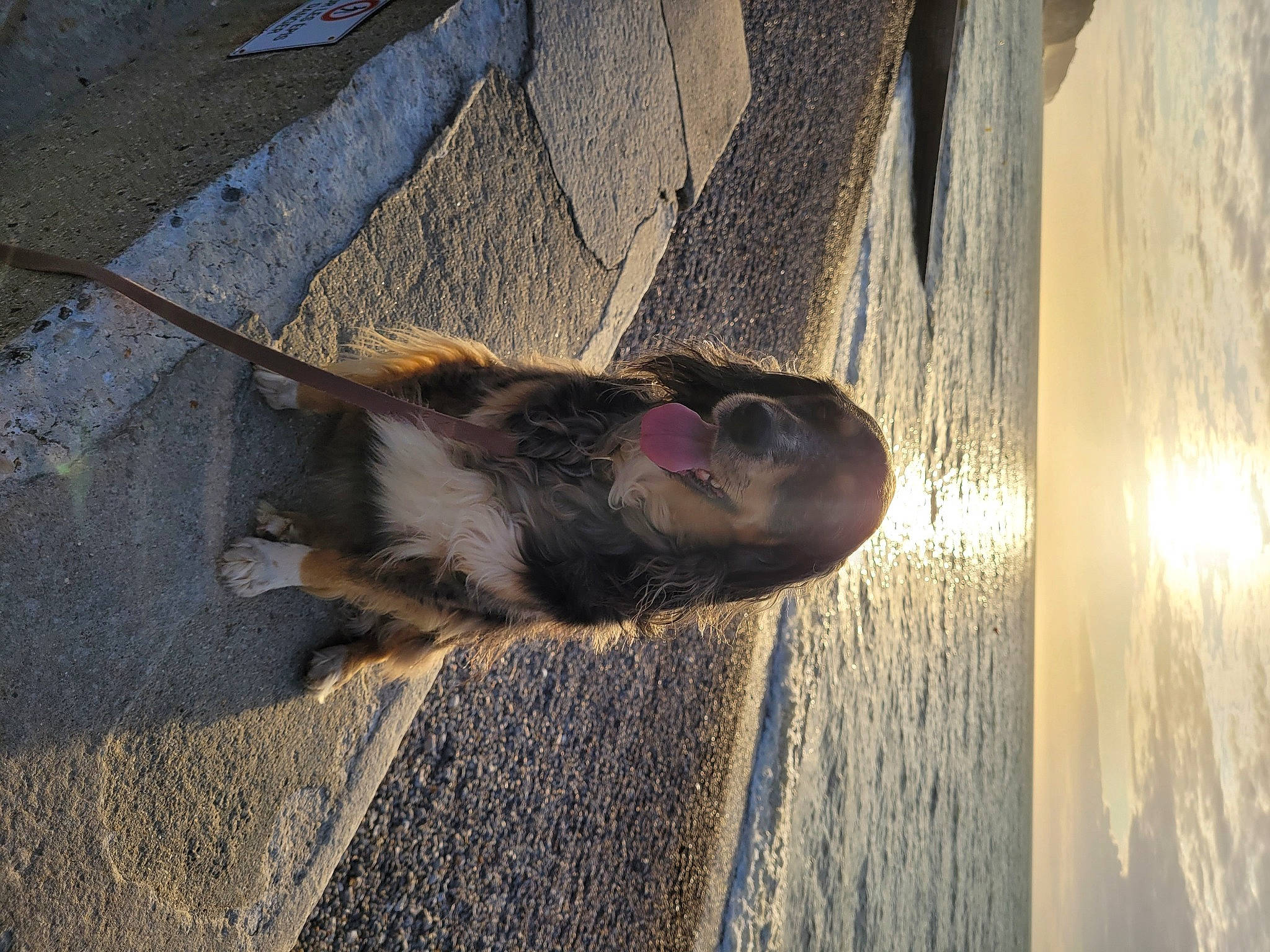 Perle participe au concours pour gagner de l'argent avec cette photo : asphalt, carnivore, concrete, dog, dog_breed, fawn, flooring, foot, fur, landscape, road, road_surface, sand, shadow, sky, soil, tail, tints_and_shades, water, wood