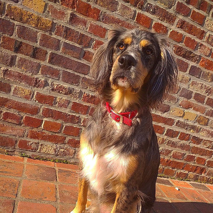 Perle participe au concours pour gagner de l'argent avec cette photo : ancient_dog_breeds, art, brick, brickwork, canidae, carnivore, companion_dog, dog, dog_breed, fawn, fur, liver, metal, mortar, snout, sporting_group, terrestrial_animal, working_animal, working_dog