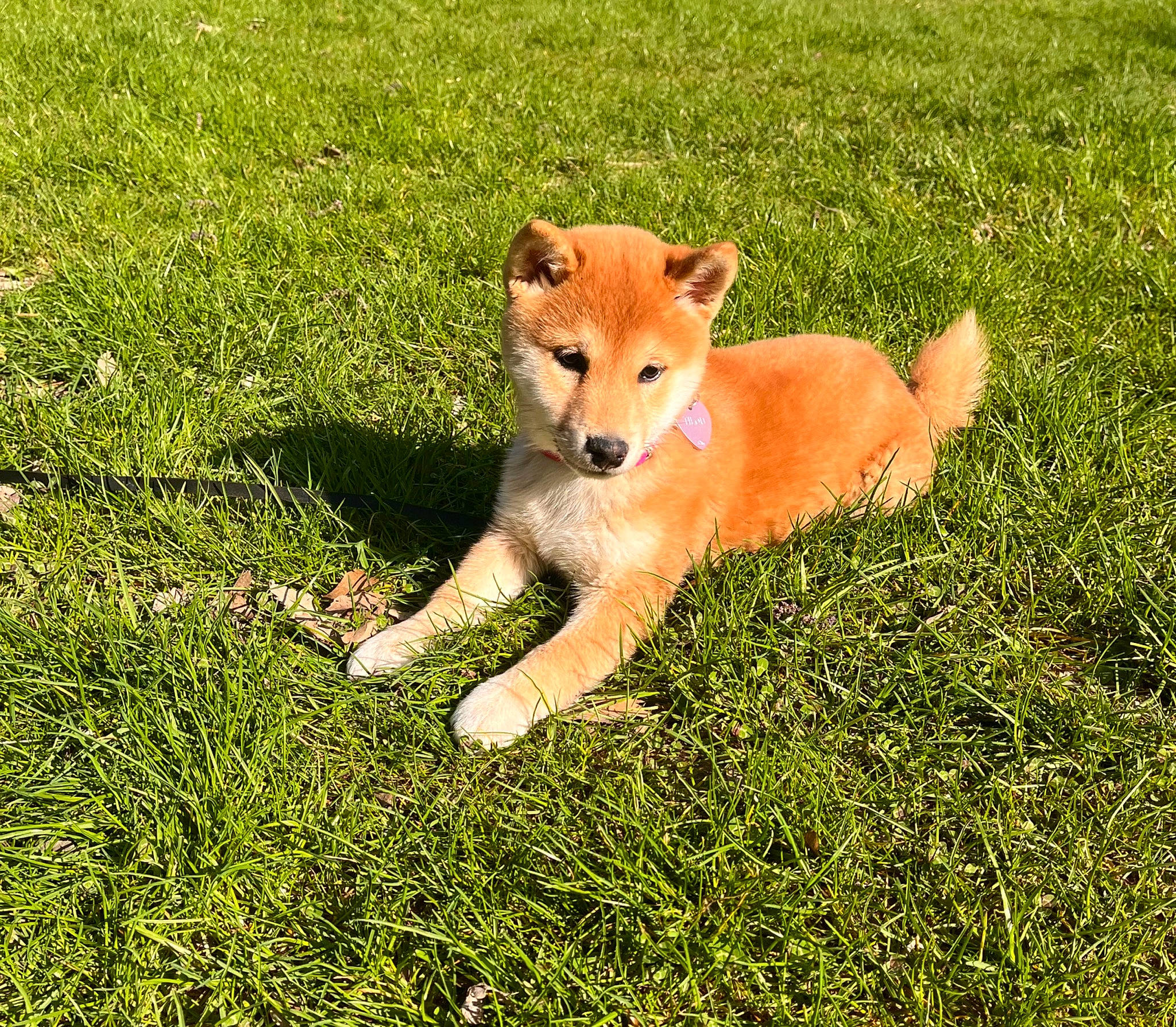 Tilou a rejoint le concours — aidez-le/la à gagner de superbes lots ! canidae, carnivore, companion_dog, dog, dog_breed, fawn, grass, grassland, groundcover, pasture, prairie, snout, sporting_group, tail, terrestrial_animal, wildlife, working_animal