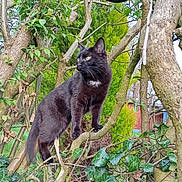 Ursula participe au concours pour gagner de l'argent avec cette photo : alert, animal, black_cat, branch, branches, cat, closeup, curious, daylight, feline, foliage, green_leaves, ivy, mammal, nature, outdoor, pet, plant, tree, wildlife