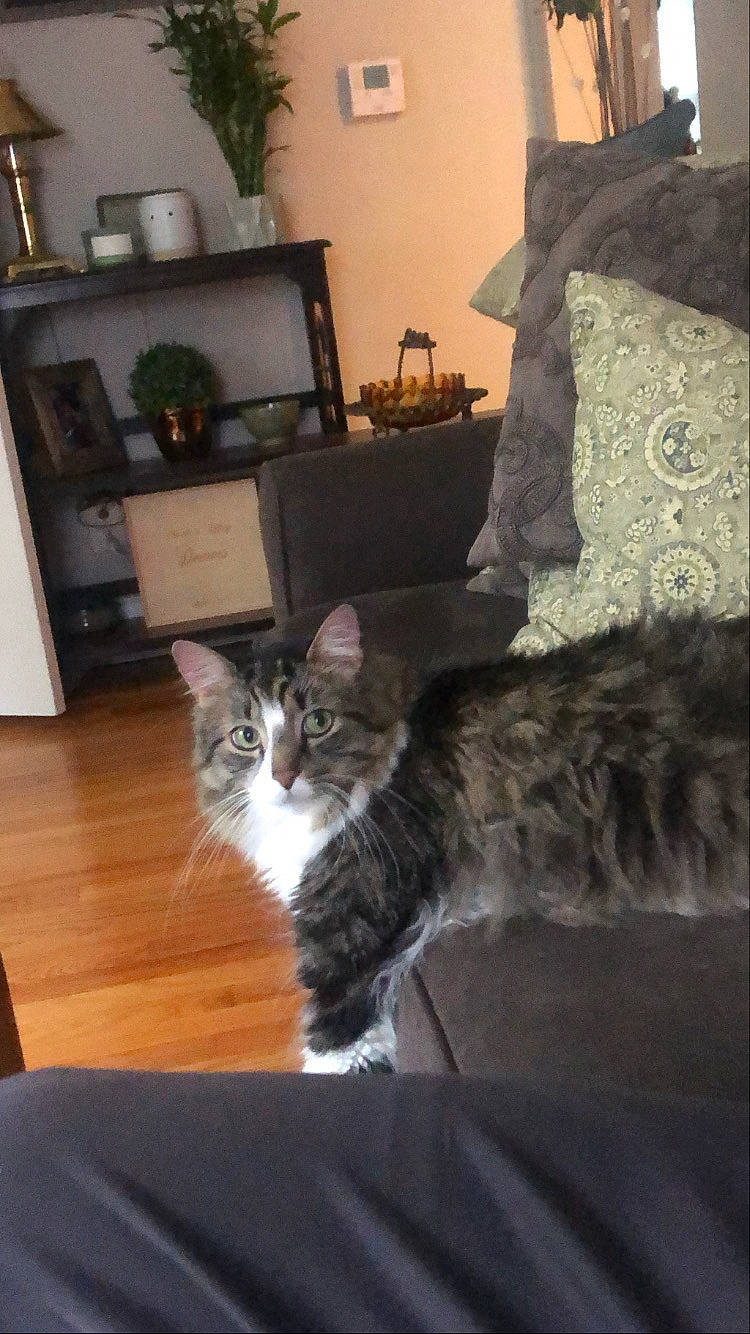 Oliver is registered to the contest to win money with this photo: carnivore, cat, comfort, couch, drawer, felidae, floor, flooring, fur, grey, hardwood, houseplant, living_room, picture_frame, plant, room, small_to_medium_sized_cats, tail, whiskers, wood