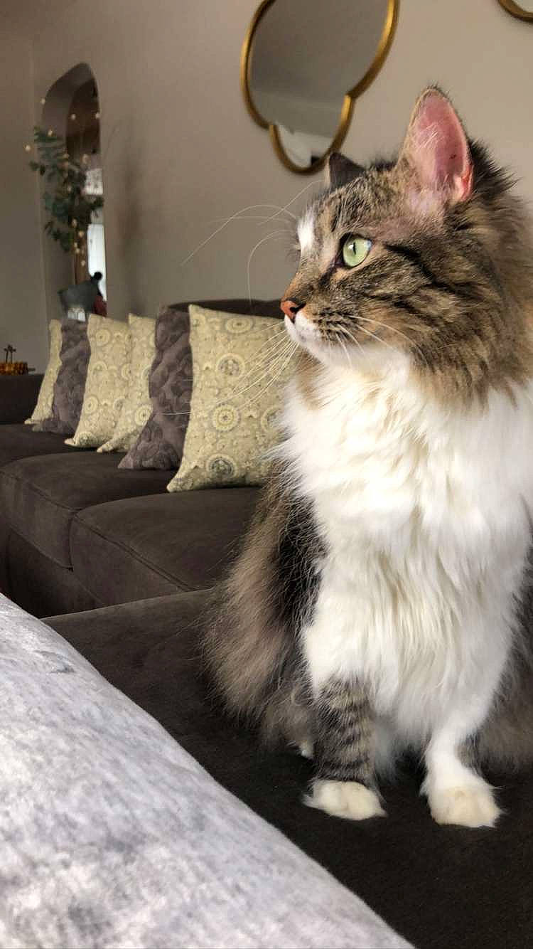 Oliver joined the competition — help win amazing prizes! box, carnivore, cat, claw, comfort, couch, domestic_short_haired_cat, felidae, fur, maine_coon, paw, sitting, small_to_medium_sized_cats, snout, tail, terrestrial_animal, whiskers, window