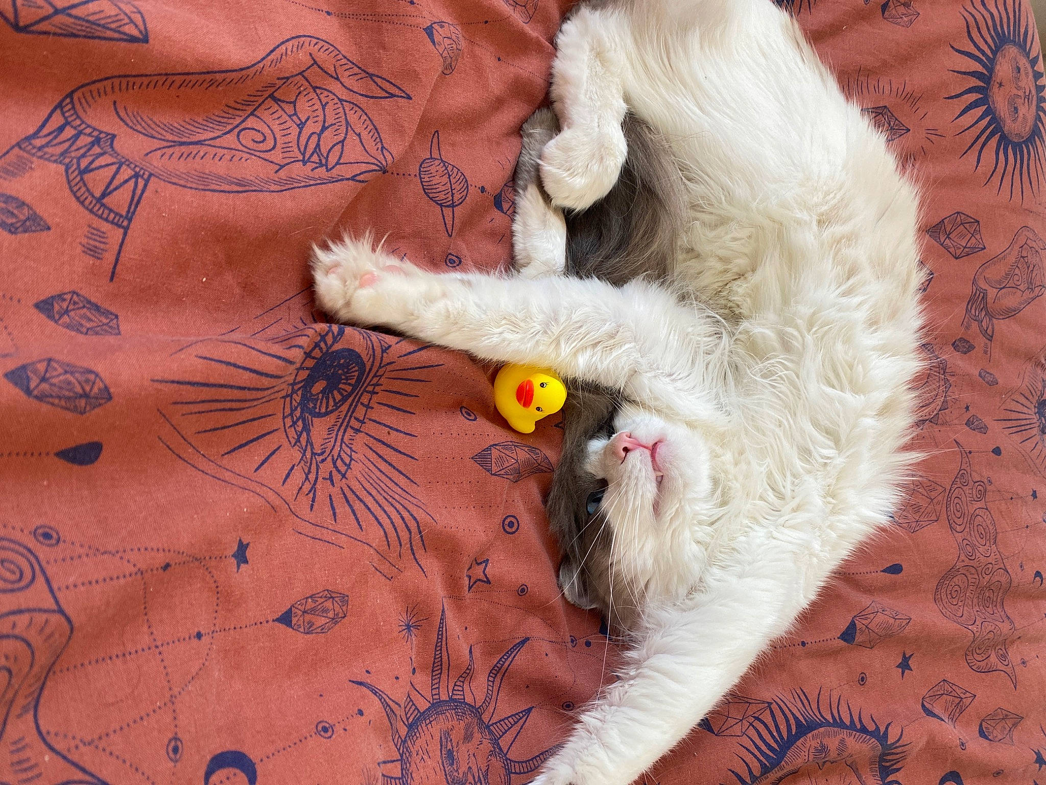 Cairo is registered to the contest to win money with this photo: art, carnivore, cat, claw, comfort, companion_dog, fawn, feather, felidae, fur, linens, pattern, paw, peach, small_to_medium_sized_cats, tail, textile, toy, whiskers, wool