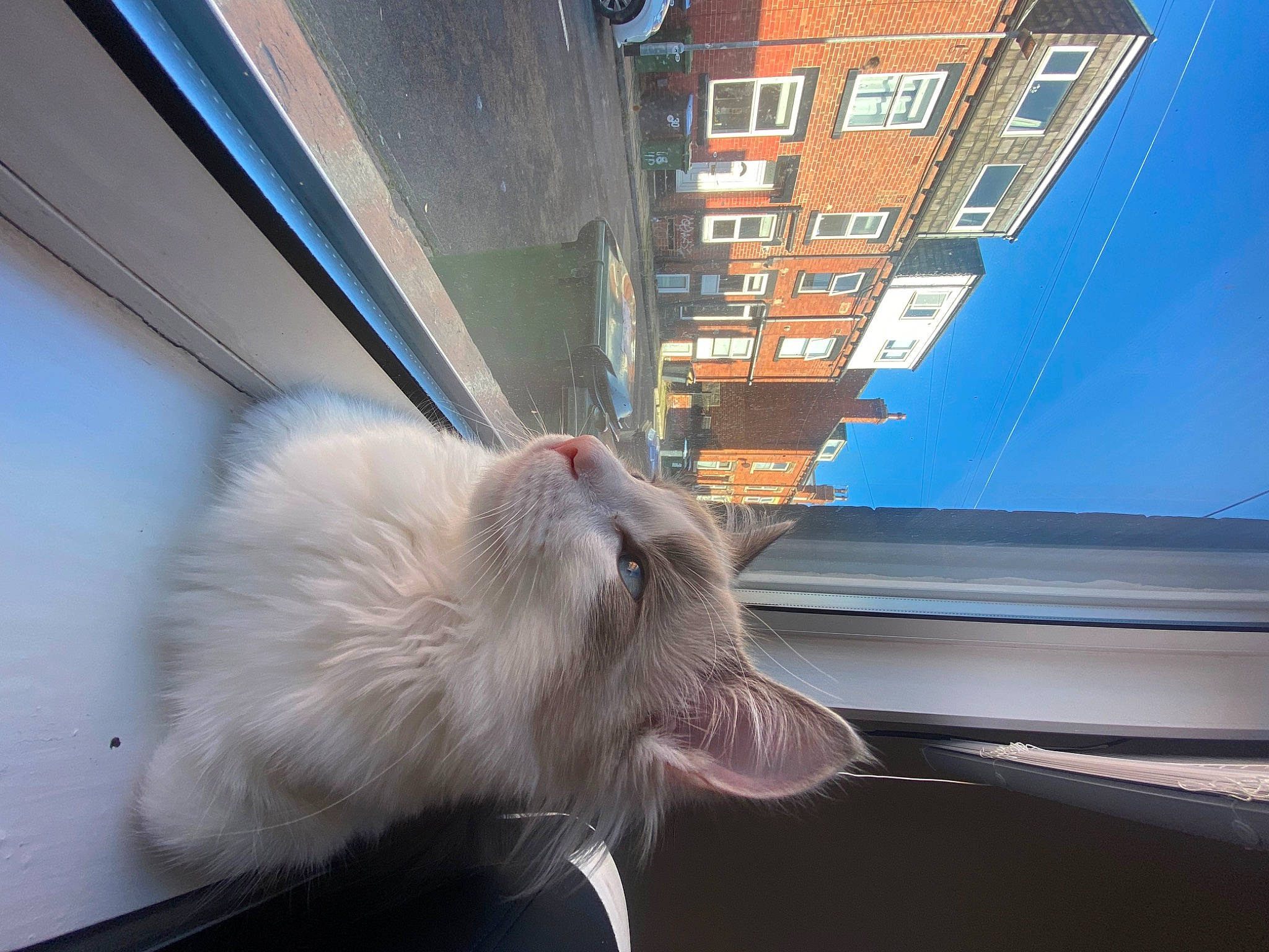 Cairo joined the competition — help win amazing prizes! automotive_window_part, building, carnivore, cat, comfort, domestic_short_haired_cat, electric_blue, fawn, felidae, fur, glass, paw, sky, small_to_medium_sized_cats, sporting_group, tail, vehicle_door, whiskers, window, windshield
