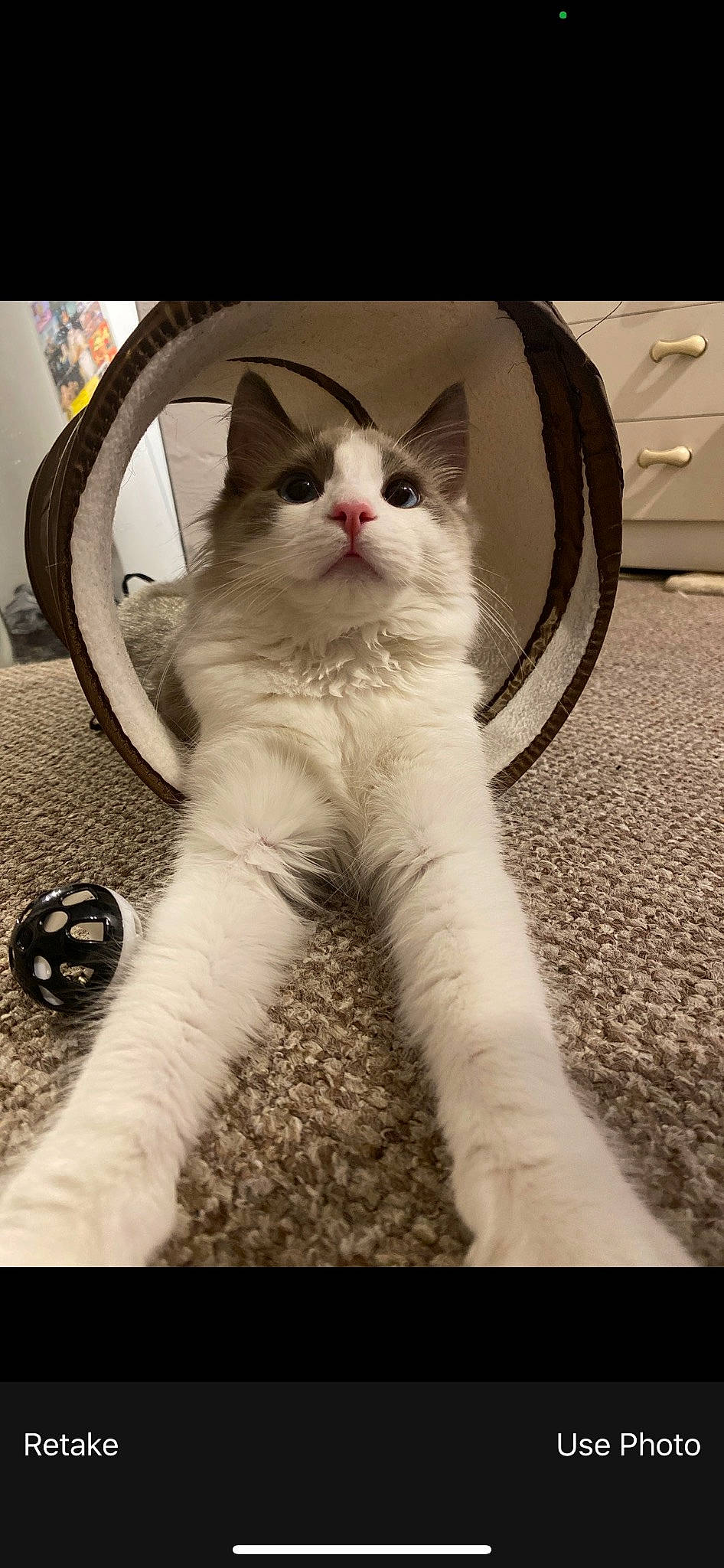 Cairo joined the competition — help win amazing prizes! automotive_tire, carnivore, cat, comfort, domestic_short_haired_cat, eye, felidae, flooring, foot, fur, head, leg, metal, paw, sitting, small_to_medium_sized_cats, snout, tail, whiskers