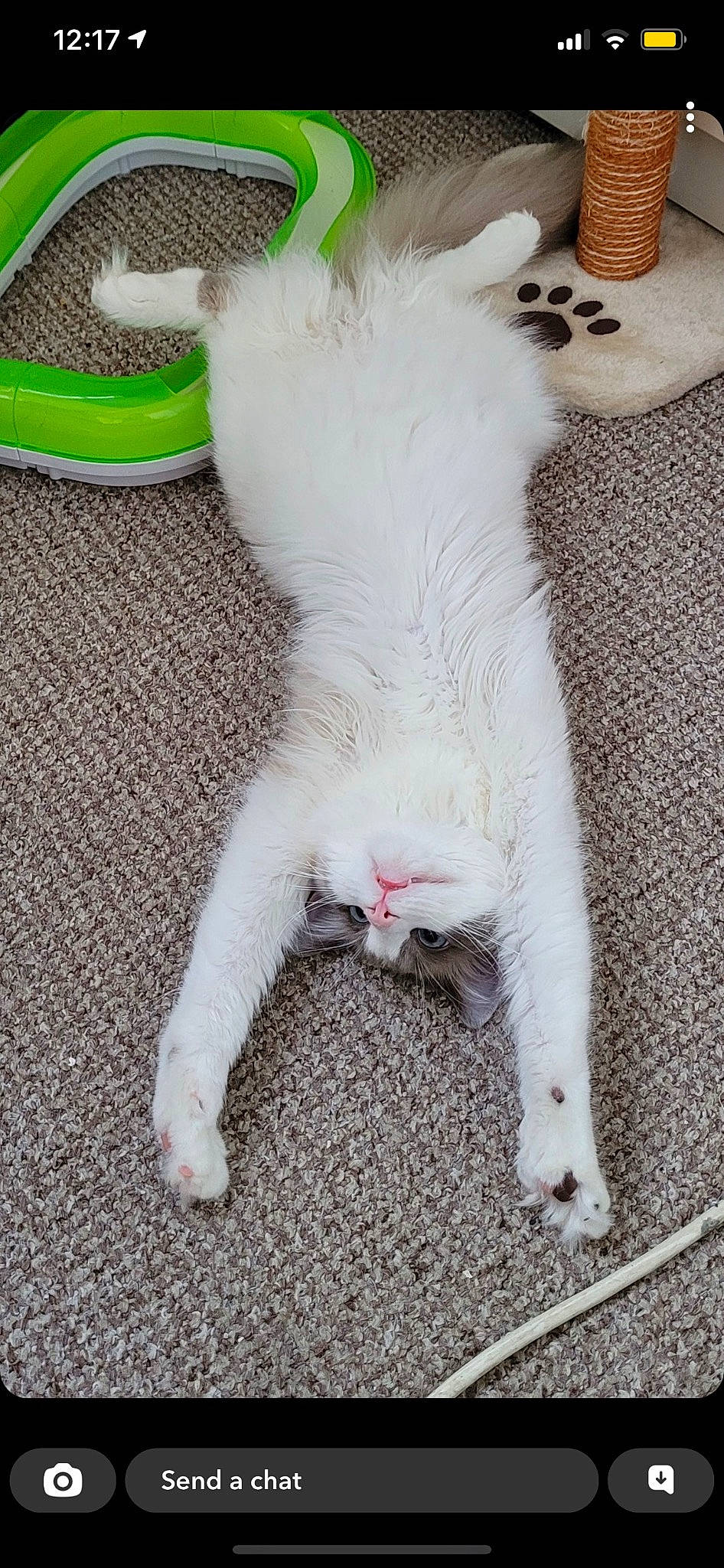 Cairo joined the competition — help win amazing prizes! canidae, carnivore, cat, claw, domestic_short_haired_cat, eye, eyelash, fang, fawn, felidae, foot, fur, gesture, human_leg, nap, paw, small_to_medium_sized_cats, snout, tail, whiskers