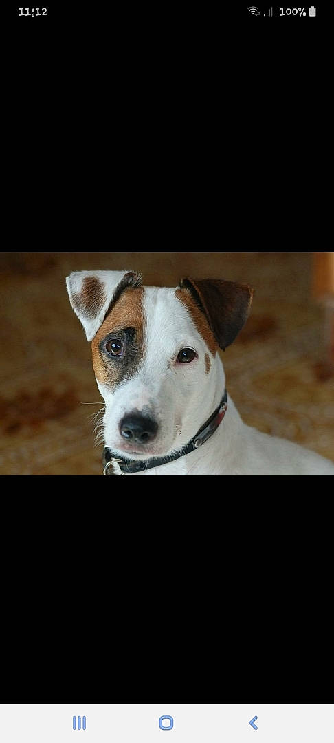 Ipso a rejoint le concours — aidez-le/la à gagner de superbes lots ! carnivore, collar, companion_dog, dog, dog_breed, photo_caption, sporting_group, terrestrial_animal, whiskers, wood, working_animal