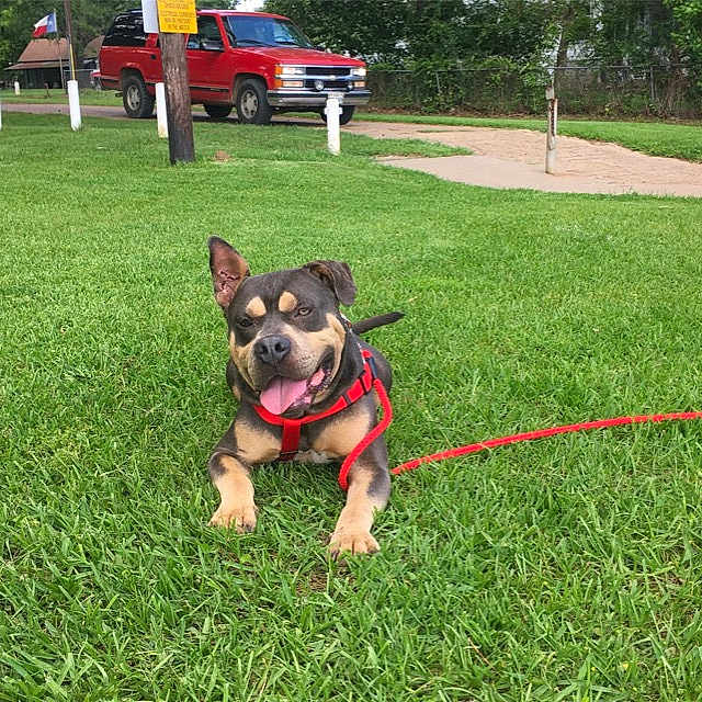Turbo joined the competition — help win amazing prizes! accessories, animal, architecture, building, canine, car, dog, grass, lawn, nature, outdoors, park, pet, plant, shelter, strap, transportation, vegetation, vehicle, yard