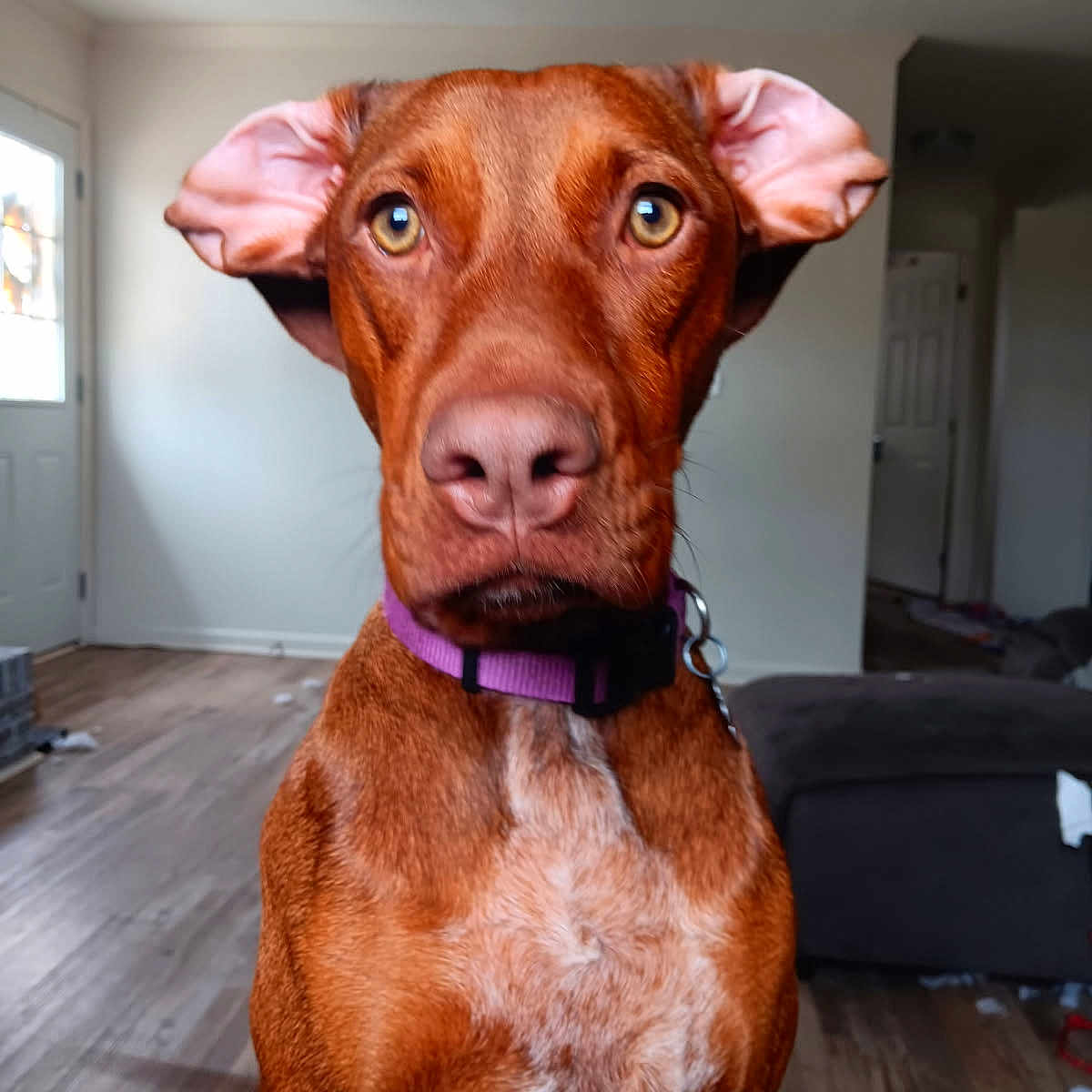 Fancy is registered to the contest to win money with this photo: animal, architecture, building, canine, dog, door, furniture, hardwood, hound, indoors, interiordesign, labradorretriever, livingroom, pet, pointer, puppy, room, snout, stainedwood, wood