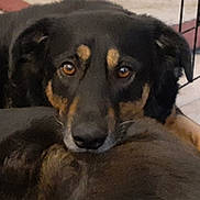 Roxie is registered to the contest to win money with this photo: dog, closeup, brown_eyes, resting, indoor, animal, pet, fur, companion, face, cute, expression, friendship, cozy, canine, black_fur, tan_markings, portrait, looking, relaxed