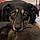 Roxie