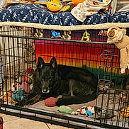 Shelby is registered to the contest to win money with this photo: dog, crate, toys, blanket, stuffed_animal, floor, indoor, pet, black_dog, cage, comfort, animal, rainbow_background, plush_toy, resting, home, furniture, pet_bed, tile_floor, relaxing