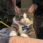 Miracle Blossom joined the competition — help win amazing prizes! animal, blue_tag, cat, chair, closeup, cute, decor, domestic_cat, furniture, gray_cat, home_interior, indoor, looking_at_camera, pet, pink_chair, plant, relaxed, tabby, whiskers, white_paws