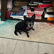 Allie Lynn joined the competition — help win amazing prizes! animal, black_dog, books, carpet, curious, dog, floor, foot, home, indoor, name_tag, papers, person, pet, shelf, sitting, small_dog, sneaker, tile_floor, wooden_furniture