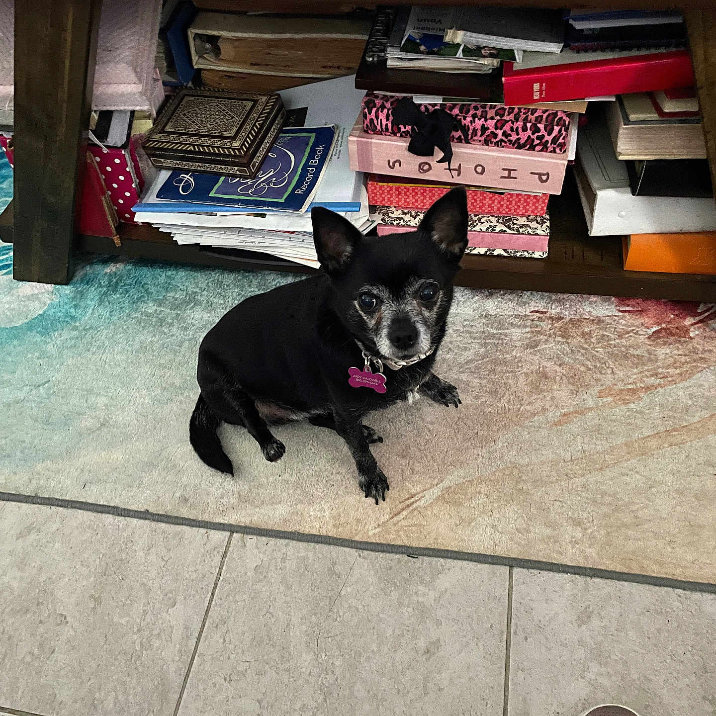 Allie Lynn joined the competition — help win amazing prizes! animal, black_dog, books, carpet, curious, dog, floor, foot, home, indoor, name_tag, papers, person, pet, shelf, sitting, small_dog, sneaker, tile_floor, wooden_furniture