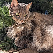 Miss Pretty joined the competition — help win amazing prizes! animal, cat, closeup, daylight, ears, fluffy, fur, green_eyes, mammal, nature, outdoor, pet, pine_branches, portrait, relaxed, resting, shadow, sunlight, whiskers, wooden_deck