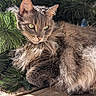 animal, cat, closeup, daylight, ears, fluffy, fur, green_eyes, mammal, nature, outdoor, pet, pine_branches, portrait, relaxed, resting, shadow, sunlight, whiskers, wooden_deck