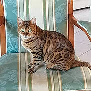 Asmini a rejoint le concours — aidez-le/la à gagner de superbes lots ! animal, bengal_cat, cat, chair, domestic_cat, feline, floor, furniture, green_eyes, home, indoor, looking, patterned_fur, pet, sitting, spotted, striped, tile_floor, upholstery, wooden_frame