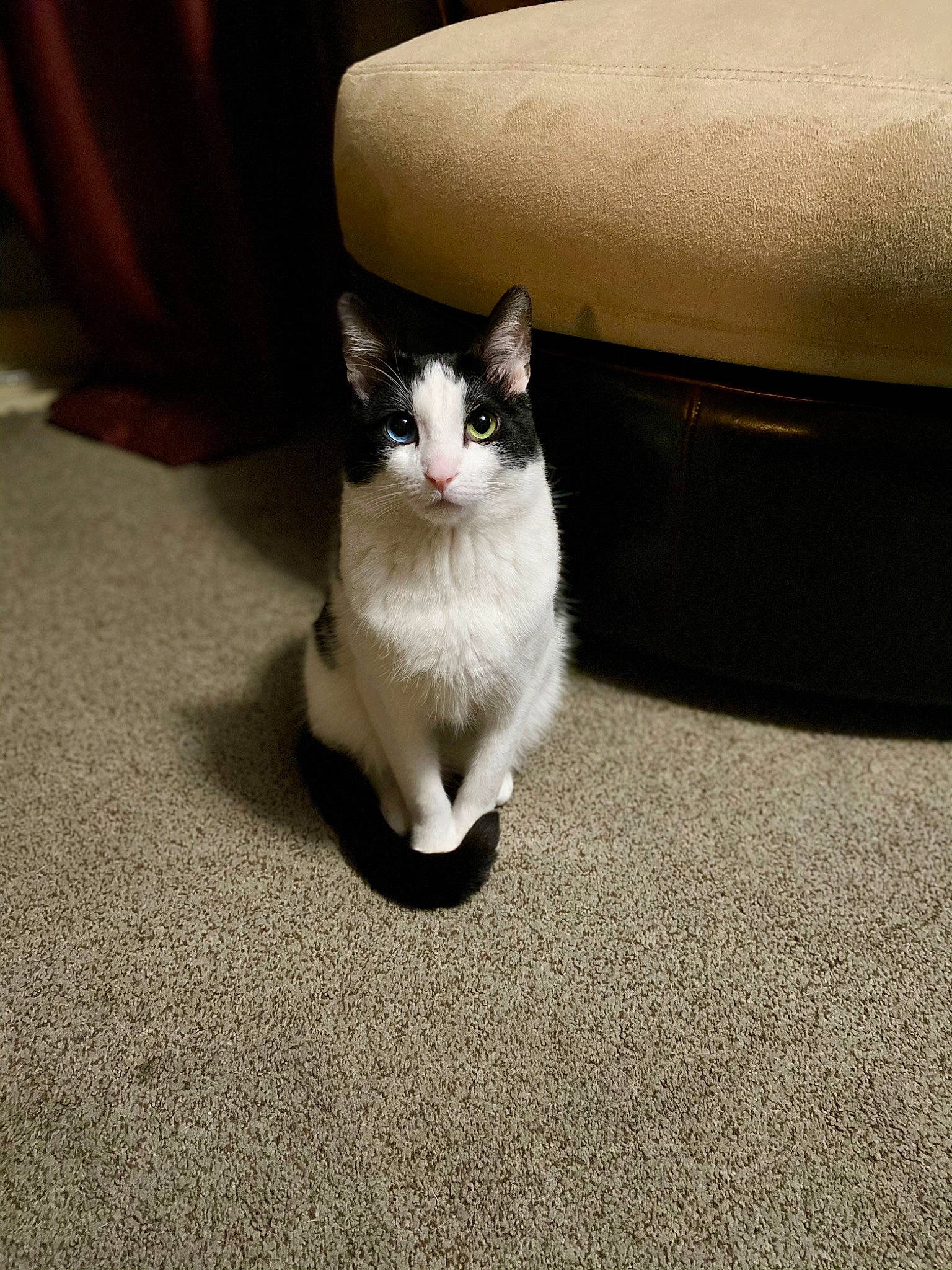 Dexter is registered to the contest to win money with this photo: box, carnivore, cat, comfort, domestic_short_haired_cat, felidae, floor, flooring, foot, fur, grey, human_leg, paw, road_surface, small_to_medium_sized_cats, snout, tail, tints_and_shades, whiskers, wood