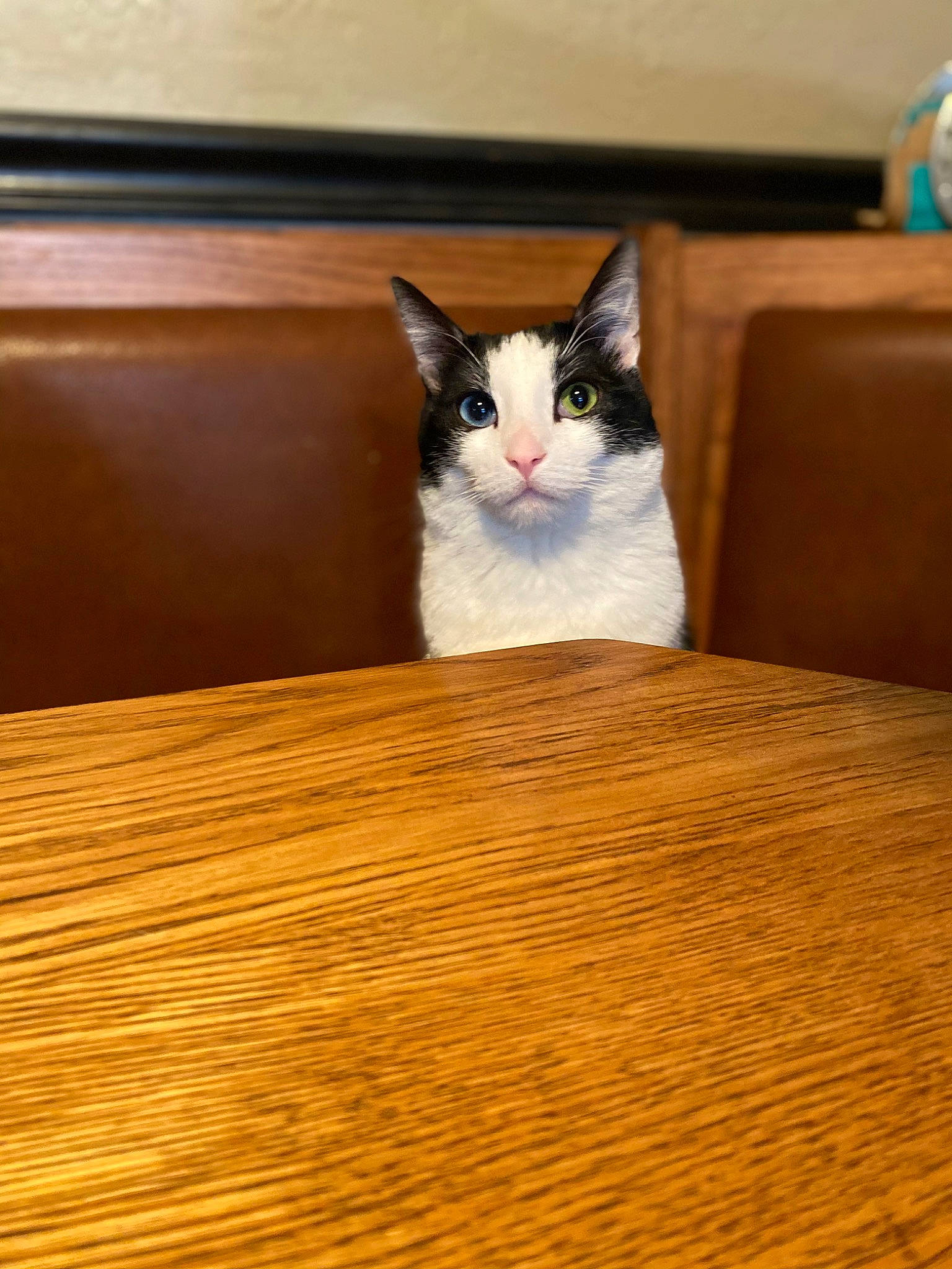 Dexter joined the competition — help win amazing prizes! carnivore, cat, domestic_short_haired_cat, felidae, floor, flooring, fur, hardwood, laminate_flooring, plywood, room, small_to_medium_sized_cats, snout, table, tail, varnish, whiskers, wood, wood_flooring, wood_stain