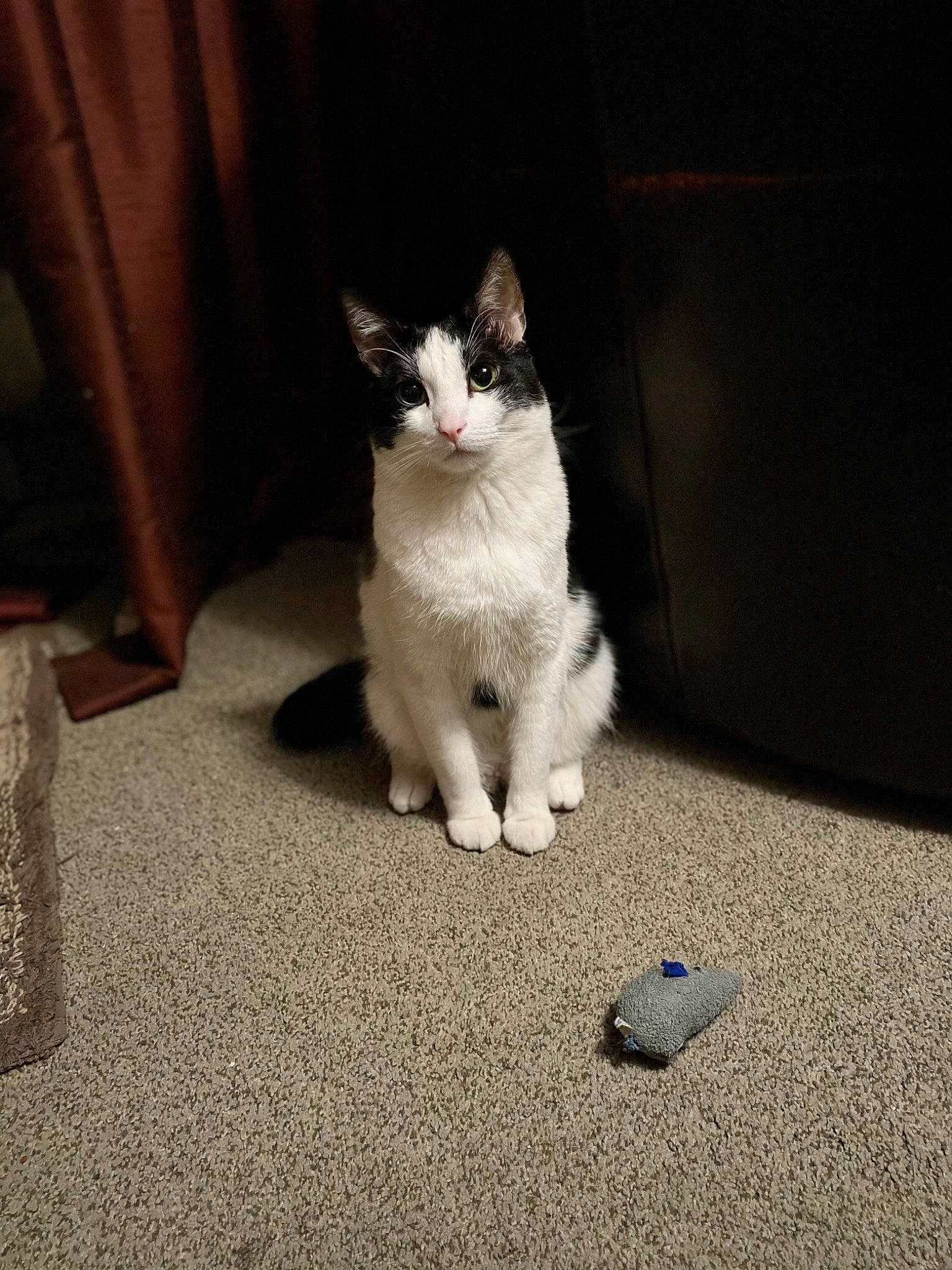 Dexter joined the competition — help win amazing prizes! asphalt, carnivore, carpet, cat, comfort, domestic_short_haired_cat, felidae, flooring, foot, fur, hardwood, human_leg, paw, road_surface, sitting, small_to_medium_sized_cats, snout, tail, whiskers, wood