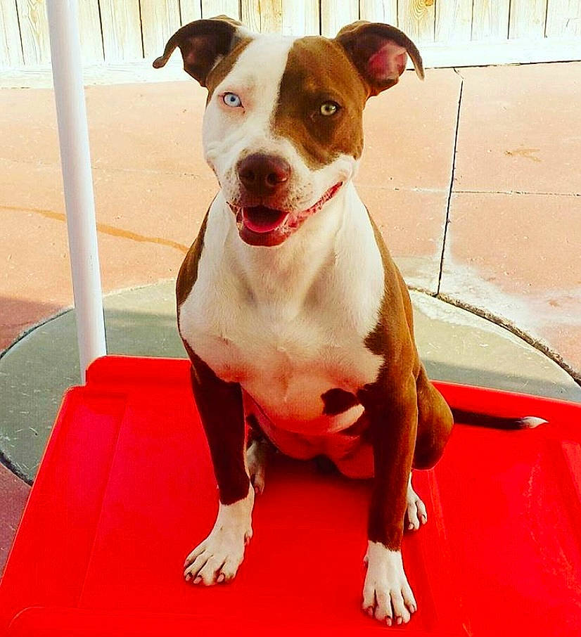 Willow is registered to the contest to win money with this photo: canidae, carnivore, collar, companion_dog, dog, dog_breed, dog_collar, door, fawn, flooring, foot, metal, non_sporting_group, pet_supply, snout, sporting_group, vehicle_door, whiskers, windshield, working_animal