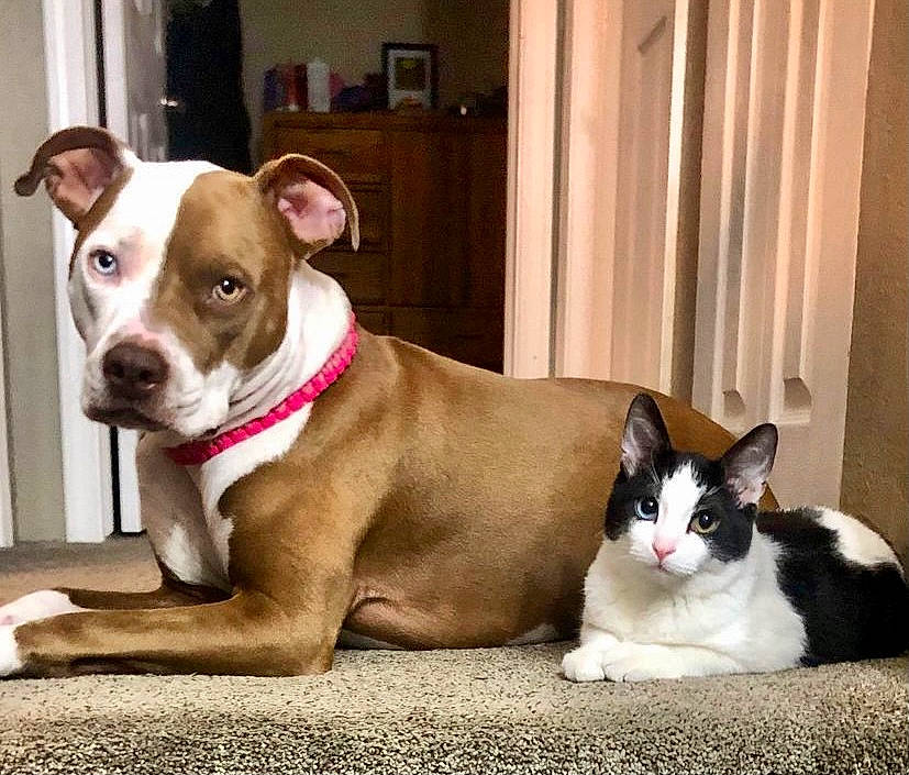 Willow joined the competition — help win amazing prizes! carnivore, cat, collar, companion_dog, curtain, dog, dog_breed, dog_collar, door, fawn, felidae, fur, non_sporting_group, paw, pet_supply, snout, terrestrial_animal, whiskers, window, working_animal