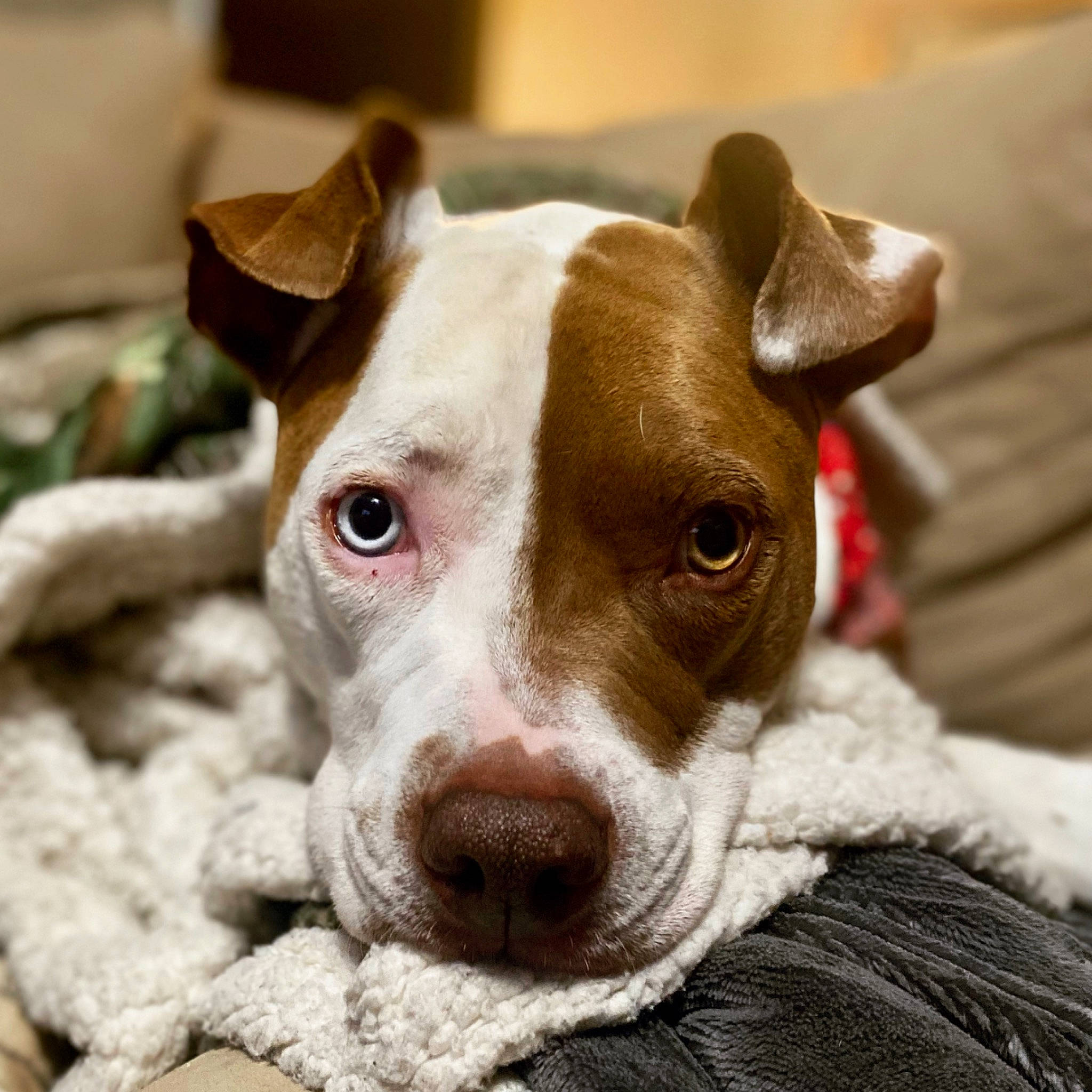 Willow joined the competition — help win amazing prizes! canidae, carnivore, close_up, collar, comfort, companion_dog, dog, dog_breed, dog_collar, ear, eye, fawn, fur, irishjacks, snout, sporting_group, terrestrial_animal, toy_dog, whiskers, working_animal