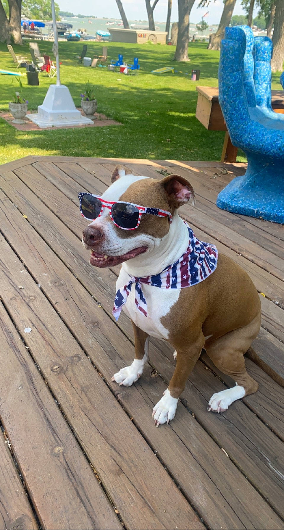 Willow is registered to the contest to win money with this photo: carnivore, collar, companion_dog, dog, dog_breed, dog_clothes, dog_collar, dog_supply, eyewear, fawn, glasses, goggles, hat, leash, pet_supply, snout, sunglasses, vision_care, wood, working_animal
