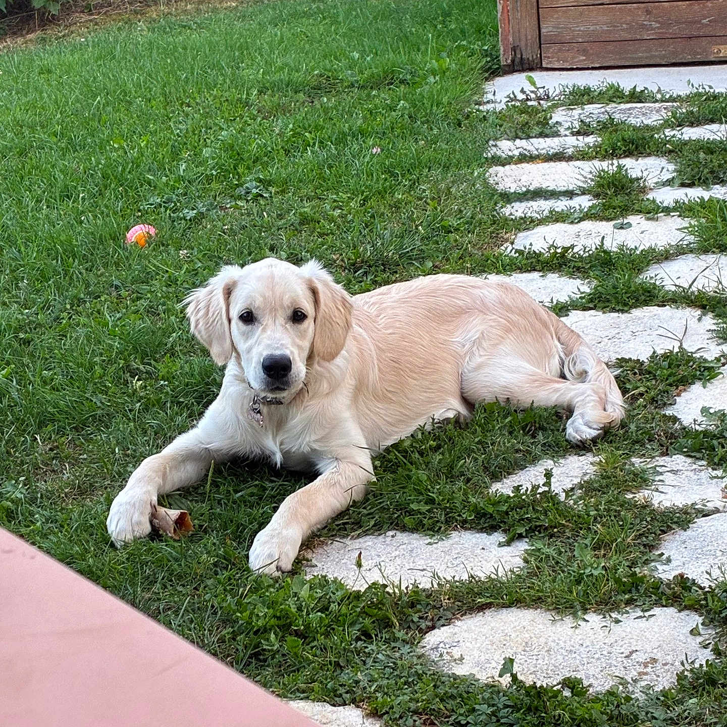 Nala participe au concours pour gagner de l'argent avec cette photo : animal, bone, collar, curious, daylight, dog, fur, golden_retriever, grass, greenery, laying_down, nature, outdoor, pathway, pet, playful, puppy, shed, stone, yard