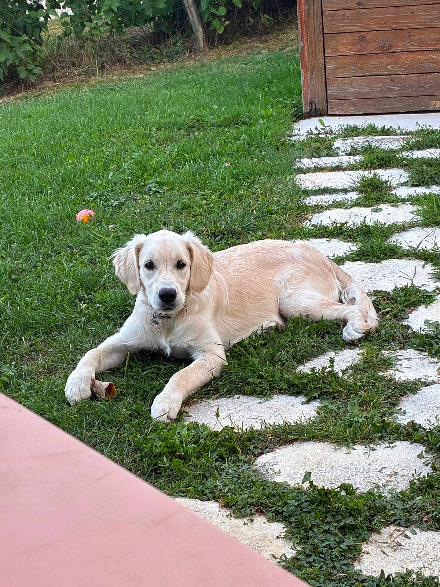 Nala participe au concours pour gagner de l'argent avec cette photo : dog, golden_retriever, puppy, grass, bone, outdoor, pathway, stone, greenery, shed, pet, animal, playful, collar, fur, laying_down, nature, yard, daylight, curious
