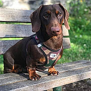 Popeye participe au concours pour gagner de l'argent avec cette photo : dog, dachshund, bench, outdoor, sunlight, harness, brown_dog, pet, animal, sitting, wood, greenery, nature, portrait, cute, small_dog, ears, paw, daylight, closeup