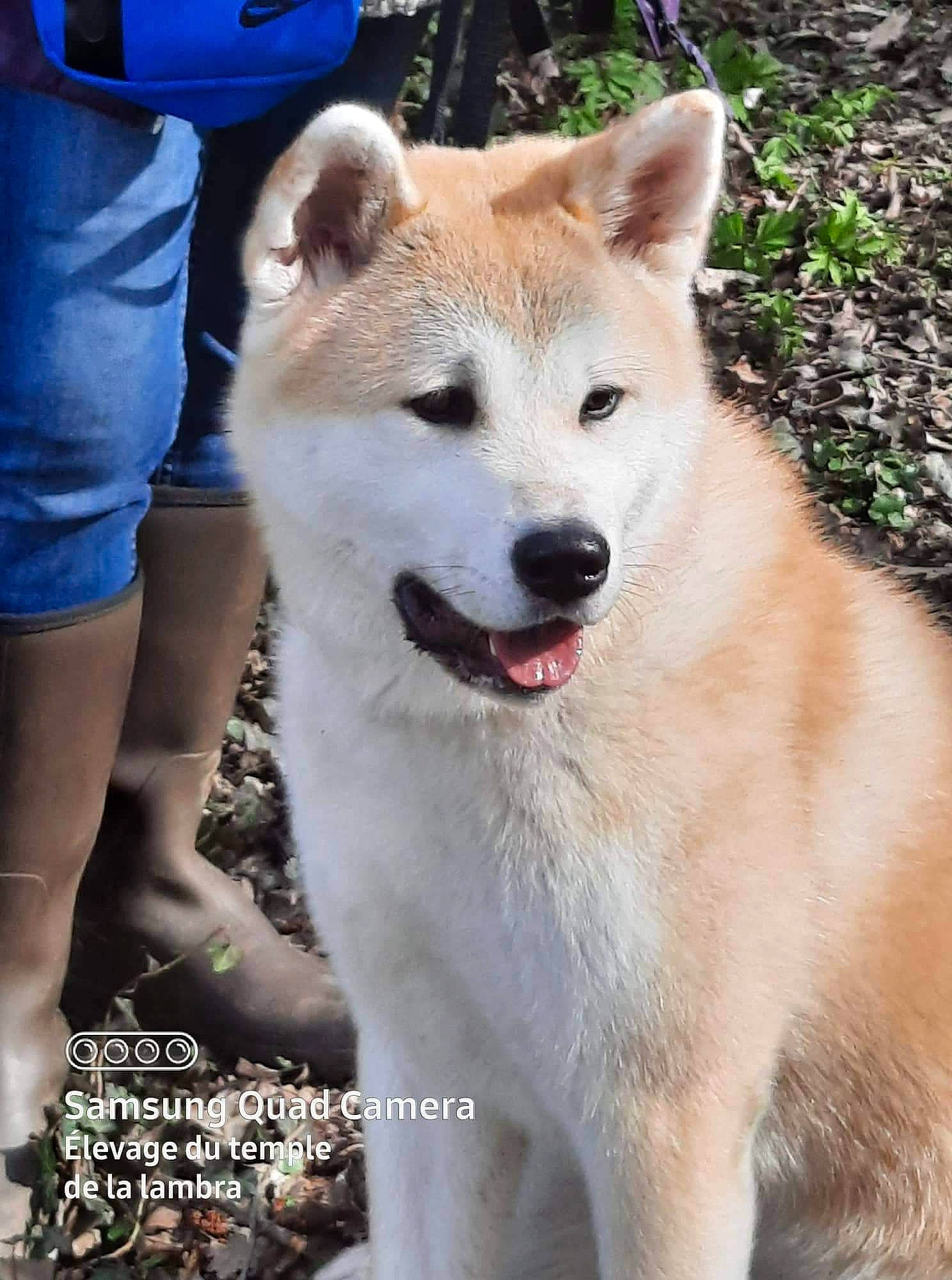 Naska a rejoint le concours — aidez-le/la à gagner de superbes lots ! ancient_dog_breeds, canidae, carnivore, collar, companion_dog, dog, dog_breed, fang, fawn, fur, non_sporting_group, photo_caption, plant, shorts, sporting_group, tail, terrestrial_animal, wildlife, working_animal, working_dog