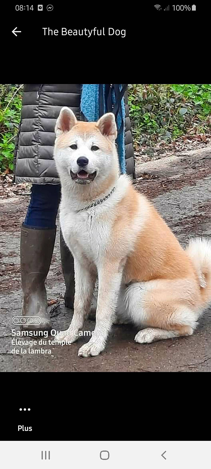 Naska participe au concours pour gagner de l'argent avec cette photo : ancient_dog_breeds, canidae, carnivore, collar, companion_dog, dog, dog_breed, fawn, fur, non_sporting_group, photo_caption, plant, snout, sporting_group, tail, terrestrial_animal, tree, working_dog