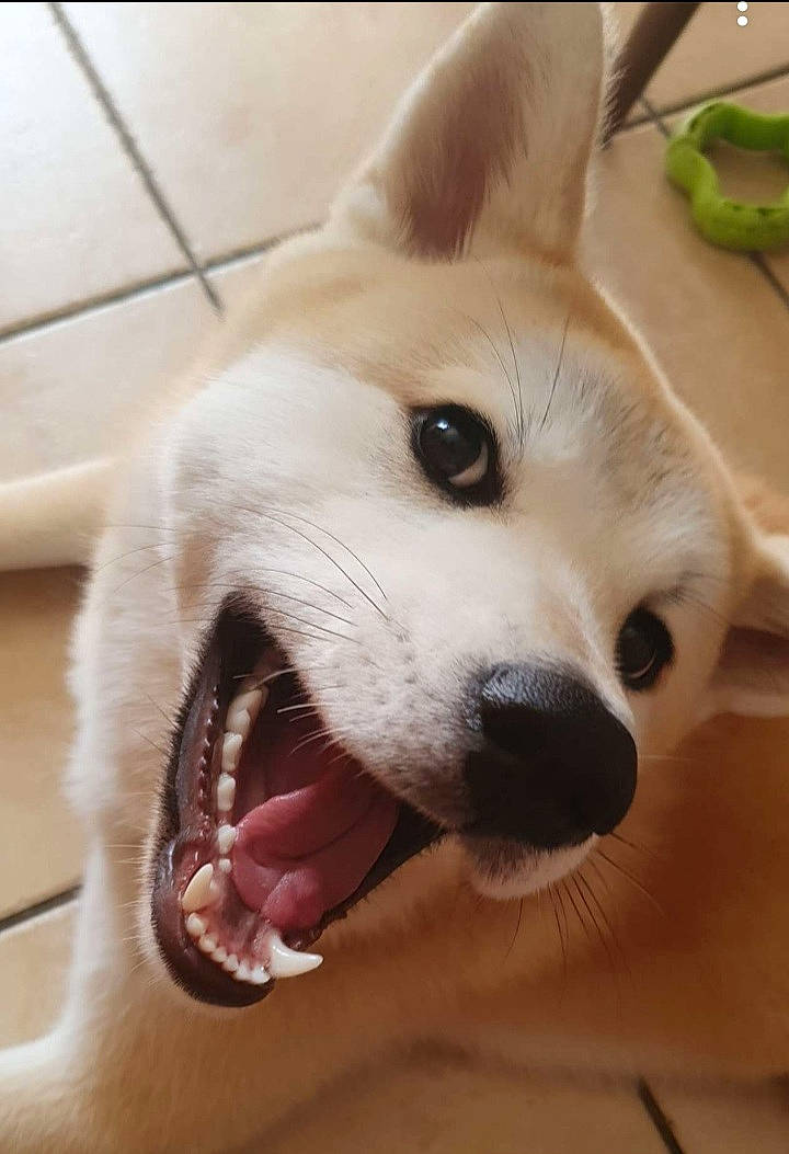 Naska participe au concours pour gagner de l'argent avec cette photo : ball, canidae, carnivore, collar, companion_dog, dog, dog_breed, dog_collar, dog_supply, ear, fang, fawn, fur, happy, paw, snout, spitz, waste_container, whiskers, working_animal