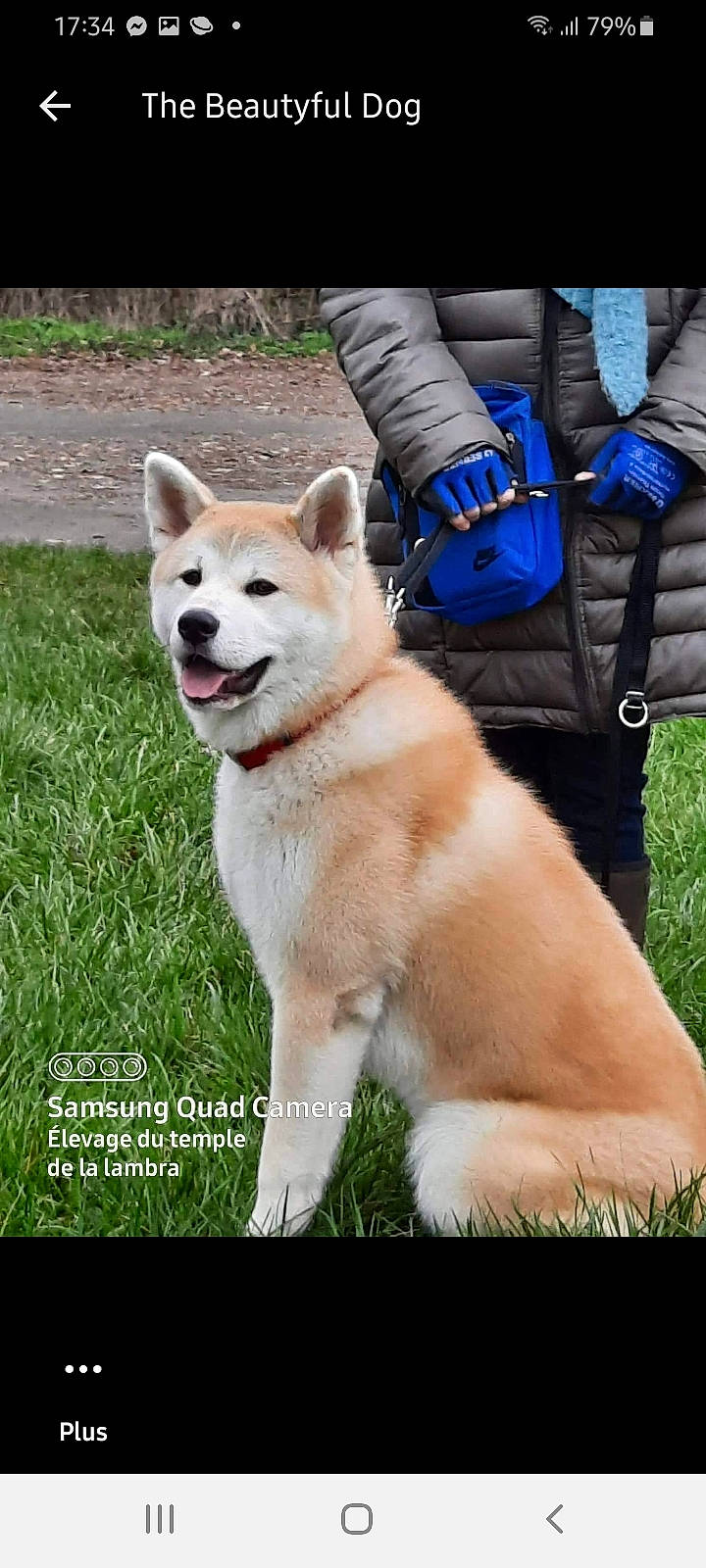 Naska participe au concours pour gagner de l'argent avec cette photo : backpack, carnivore, collar, companion_dog, dog, dog_breed, dog_supply, electric_blue, fashion_accessory, fawn, grass, leash, luggage_and_bags, pet_supply, photo_caption, plant, sporting_group, tail, working_animal, working_dog