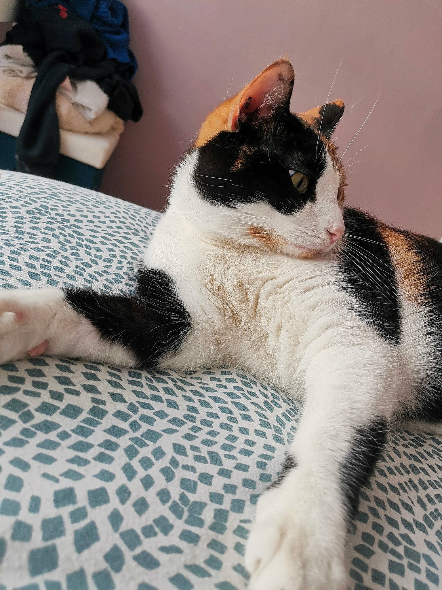 Bouh a rejoint le concours — aidez-le/la à gagner de superbes lots ! camera, carnivore, cat, claw, comfort, domestic_short_haired_cat, felidae, flooring, foot, fur, human_leg, linens, mammal, paw, sitting, small_to_medium_sized_cats, snout, tail, terrestrial_animal, whiskers