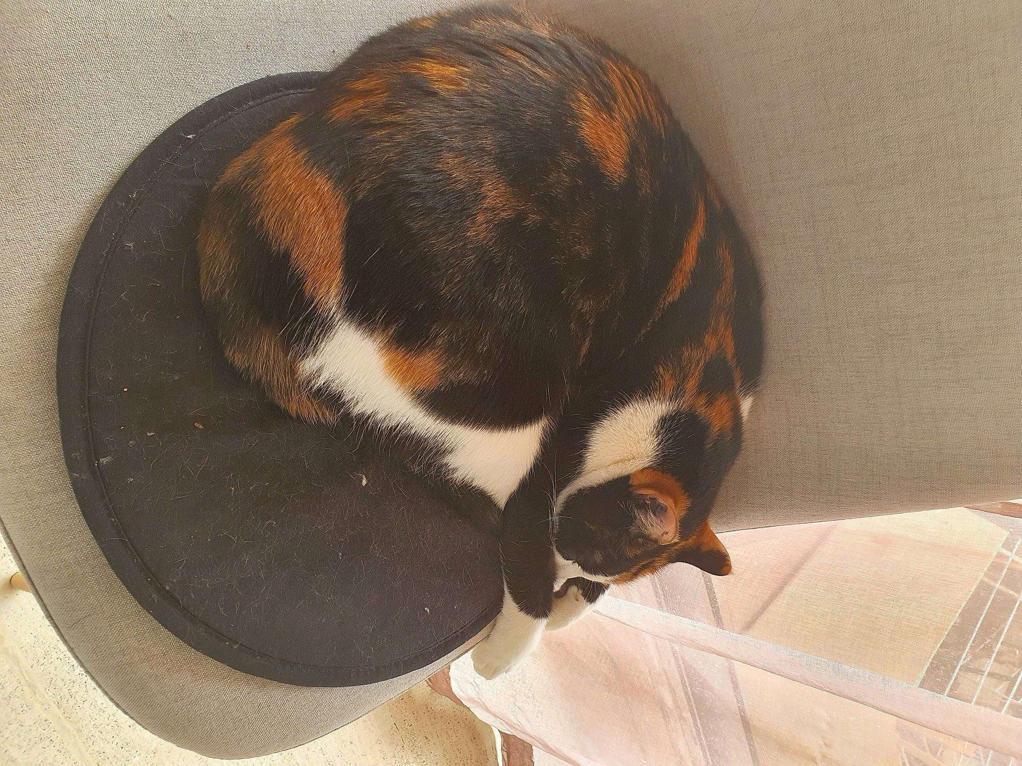 Bouh a rejoint le concours — aidez-le/la à gagner de superbes lots ! carnivore, cat_supply, circle, comfort, dog_breed, door, felidae, flooring, fur, natural_material, pet_supply, snout, sporting_group, tail, terrestrial_animal, whiskers