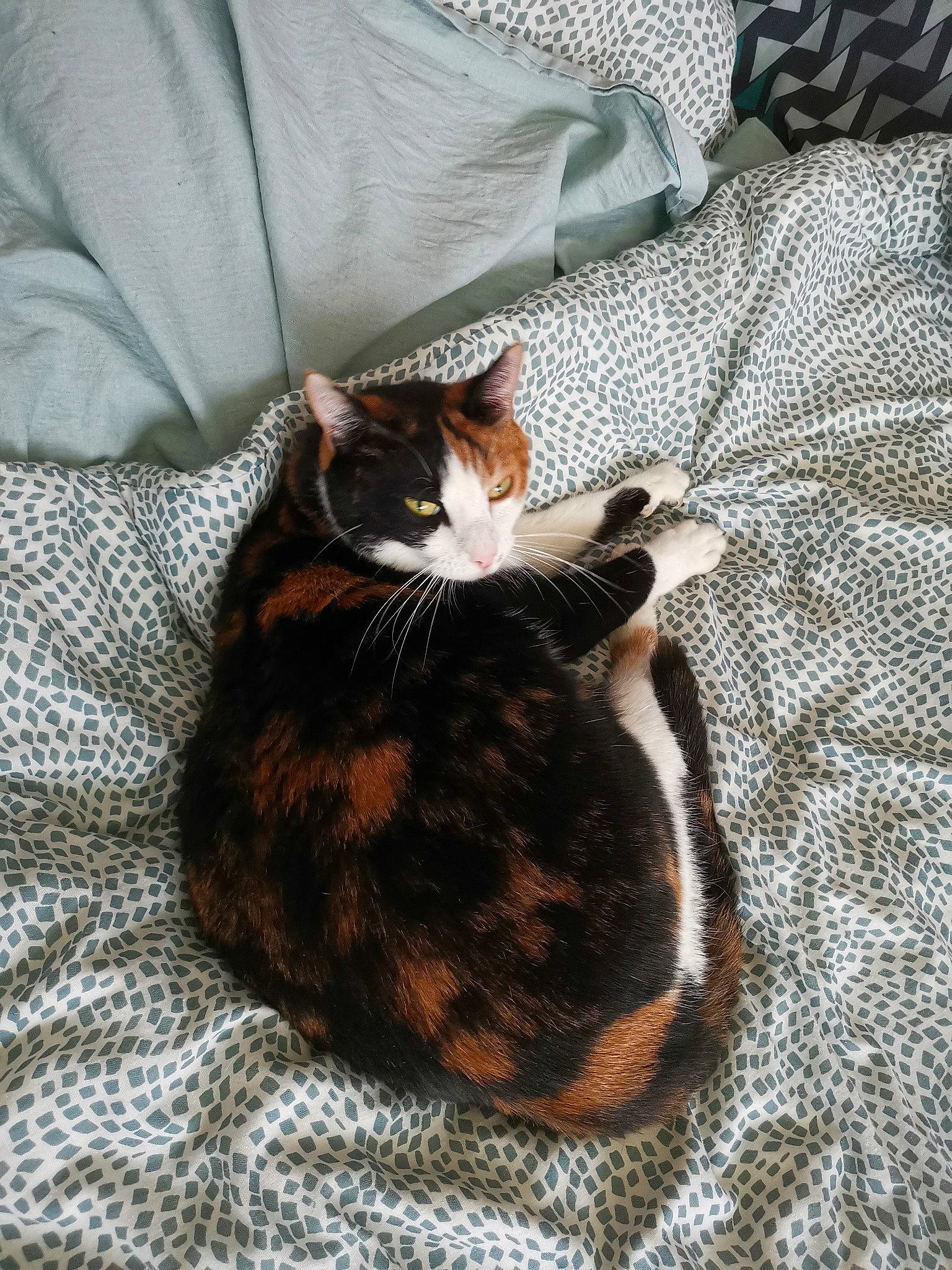 Bouh a rejoint le concours — aidez-le/la à gagner de superbes lots ! bedding, brown, carnivore, cat, cat_supply, comfort, domestic_short_haired_cat, felidae, fur, grey, linens, pattern, pet_supply, small_to_medium_sized_cats, snout, tail, terrestrial_animal, textile, tree, whiskers