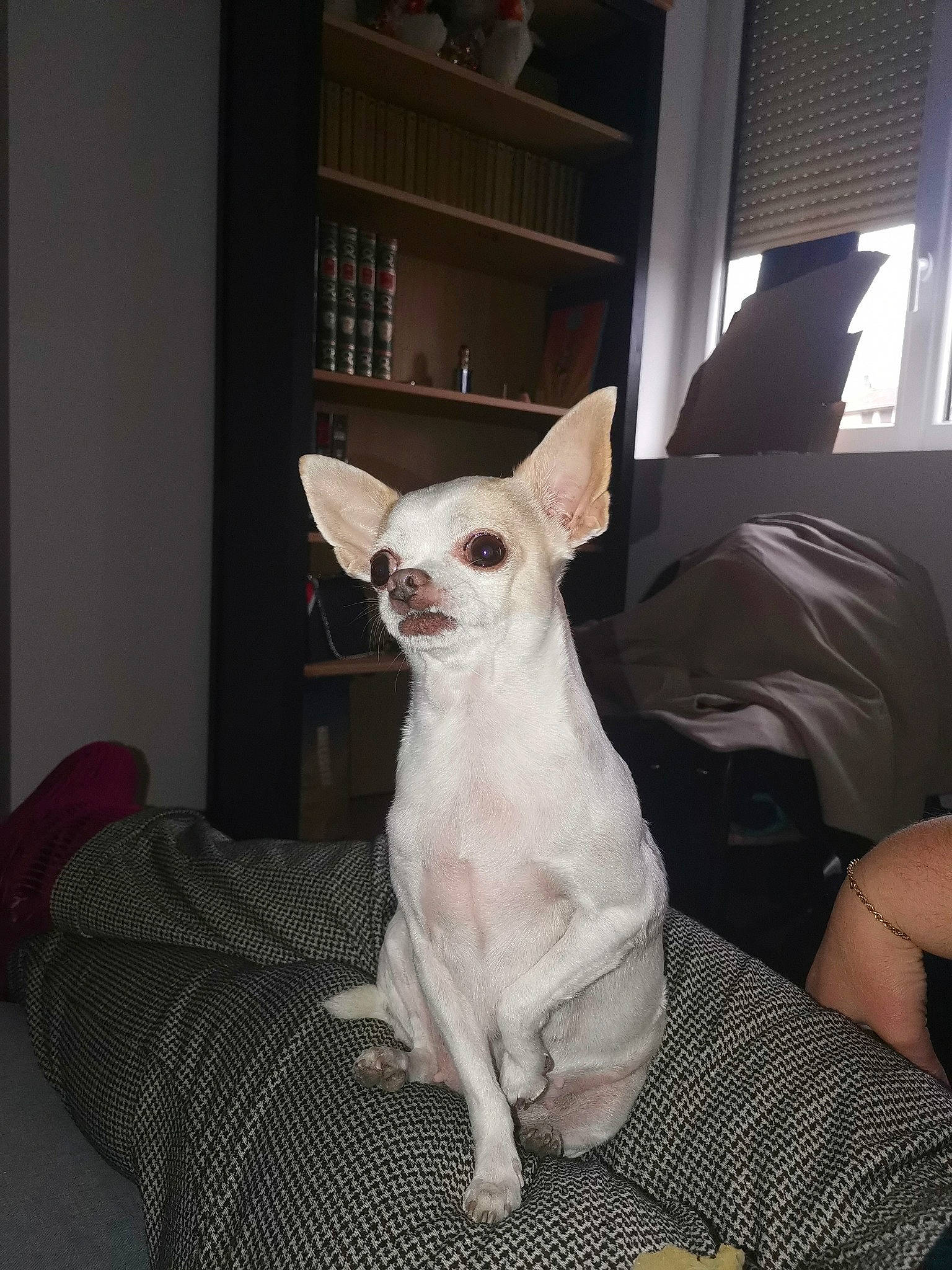 Choupie a rejoint le concours — aidez-le/la à gagner de superbes lots ! bookcase, canidae, carnivore, comfort, companion_dog, dog, dog_breed, dog_supply, fawn, felidae, fur, shelf, shelving, snout, sporting_group, tail, terrestrial_animal, toy_dog, whiskers, working_animal