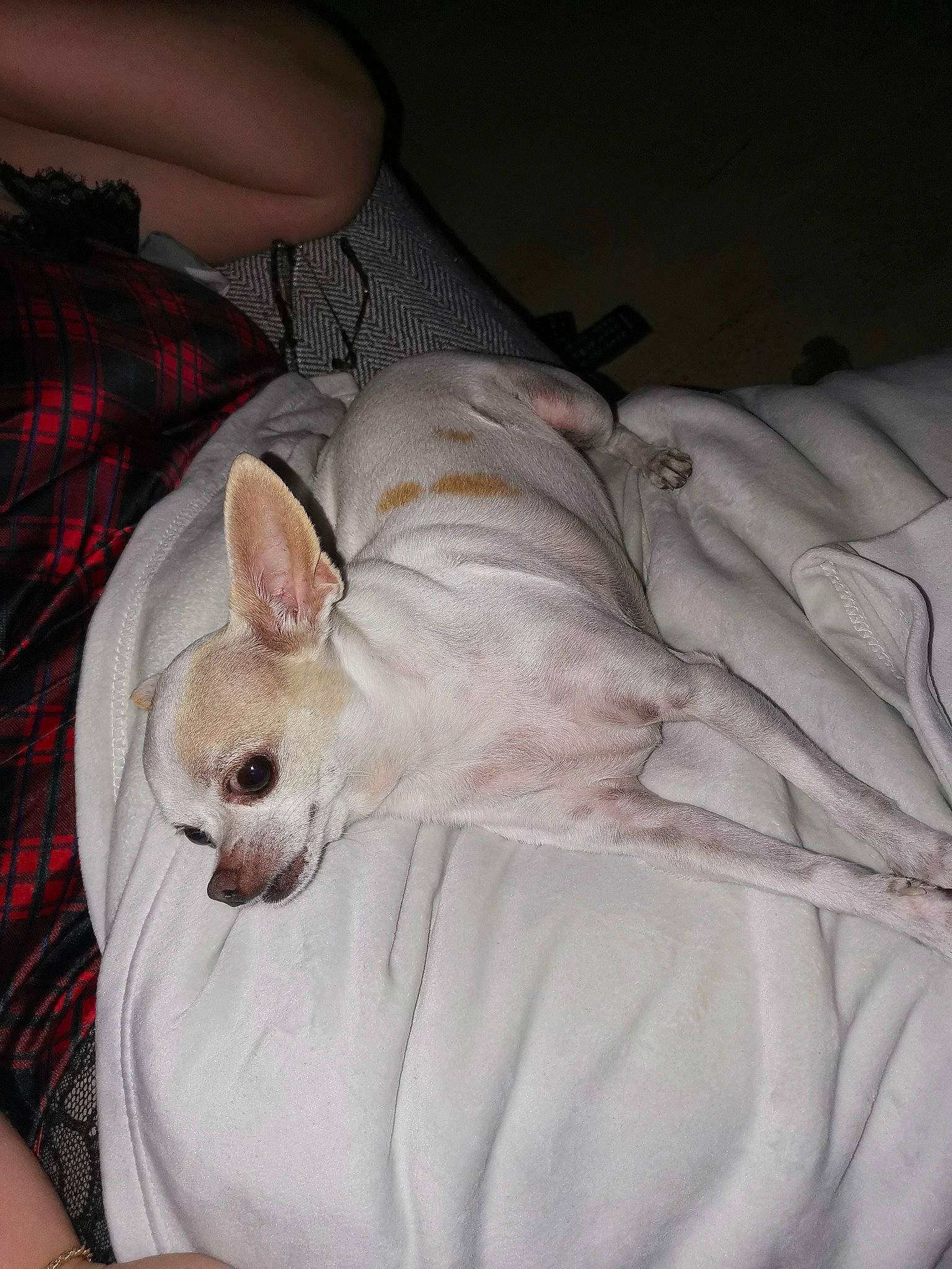 Choupie a rejoint le concours — aidez-le/la à gagner de superbes lots ! bed, canidae, carnivore, comfort, companion_dog, couch, dog, dog_breed, dog_supply, fawn, felidae, linens, nap, pattern, plaid, snout, sporting_group, tartan, toy_dog, whiskers