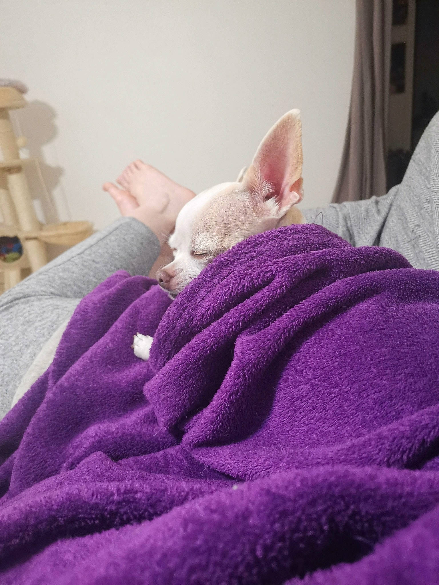 Choupie a rejoint le concours — aidez-le/la à gagner de superbes lots ! carnivore, comfort, companion_dog, fawn, felidae, foot, gesture, human_body, human_leg, leg, linens, magenta, nail, pink, purple, small_to_medium_sized_cats, snout, textile, whiskers, wool